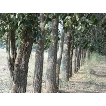 Red Sandalwood Plants